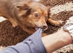 Comment empêcher un chien de mordre