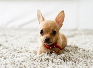 Comment empêcher un chien de déchirer le tapis