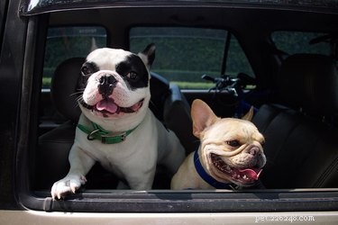 Att lugna en hyperhund i bilen