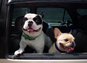 Calmer un hyper chien dans la voiture