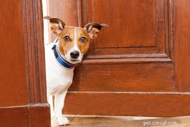 Waarom blaffen honden als de deurbel gaat?