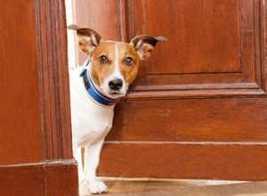 Почему собаки лают, когда звонят в дверь?
