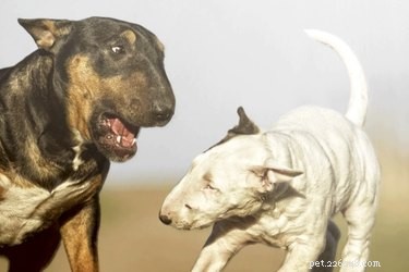 Waarom blaffen honden naar andere honden?