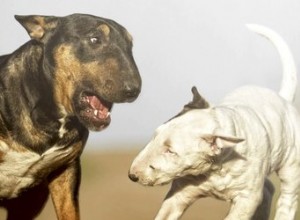 Proč psi štěkají na jiné psy?