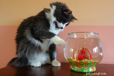 I gatti mangiano davvero il pesce rosso?