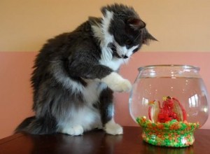 Les chats mangent-ils vraiment des poissons rouges ?