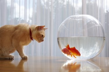 Os gatos realmente comem peixe dourado?