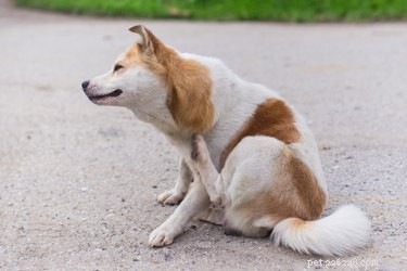 Eczema em cães