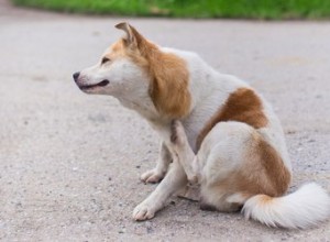 犬の湿疹 