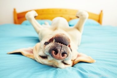 Pourquoi les chiens soupirent-ils ?