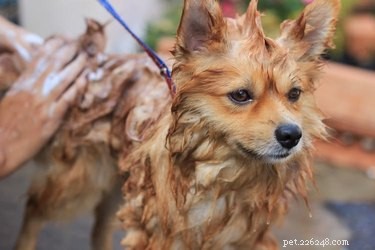 Quanto custa a tosa móvel para cães?