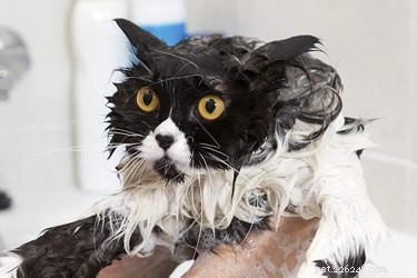 Varför hatar katter vatten?