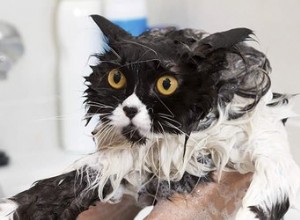 Почему кошки ненавидят воду?