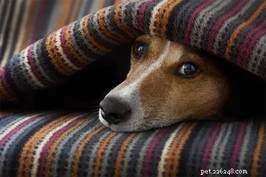 Os cães tremem quando estão com frio?