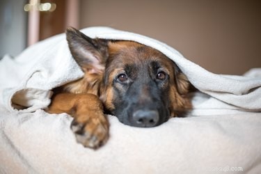 Дрожат ли собаки, когда им холодно?