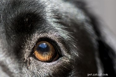 Leder grå starr hos hundar till blindhet?
