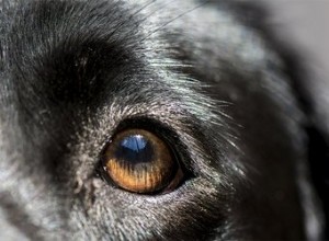 La cataracte chez le chien entraîne-t-elle la cécité ?