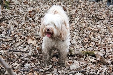 Как защитить полы от грязных собачьих лап