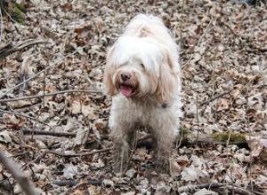 Comment protéger les sols des pattes de chien sales