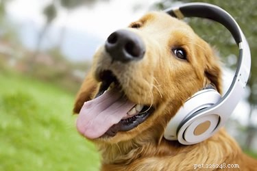 Kunnen honden van muziek houden?