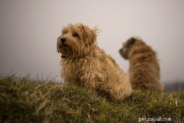 Norfolk Terrier contro Wheaten Terrier