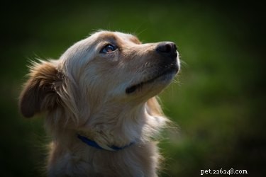 Comment protéger les chiens des hiboux