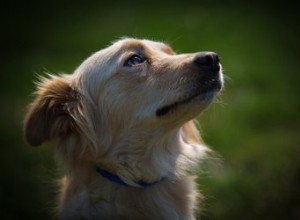 Comment protéger les chiens des hiboux