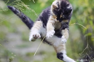 Pourquoi les chats atterrissent-ils toujours sur leurs pattes ?