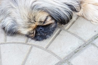 Kan jag använda blekmedel för att rengöra hundkissa av cement?