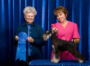 Critères d évaluation des meilleurs chiens d exposition