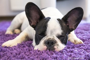 개가 자는 동안 왜 훌쩍거리나요?