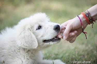 Qu est-ce que cela signifie quand les chiens pincent mais ne mordent pas ?