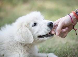 Qu est-ce que cela signifie quand les chiens pincent mais ne mordent pas ?