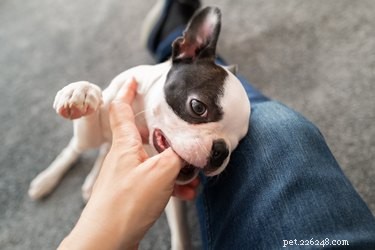 Qu est-ce que cela signifie quand les chiens pincent mais ne mordent pas ?