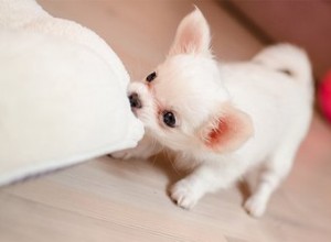 小型犬に最適なおもちゃの選び方 