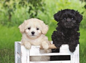 Caractéristiques physiques des chiens Pekepoo