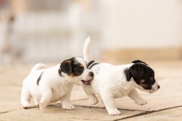 Hoe lang mogen pasgeboren puppy s wegblijven van de moeder?