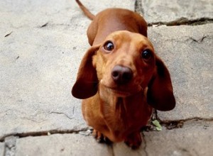 Quand un chien ne doit pas monter les escaliers