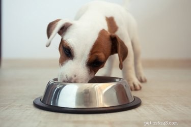 개가 먹을 때 방해해야 합니까?