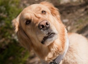 犬は対象の永続性を理解していますか？ 