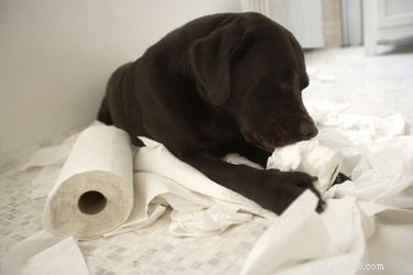 Hur man hindrar en hund från att tugga toalettpapper