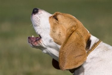 Ljud som får hundar att skälla