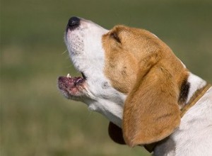 Zvuky, kvůli kterým psi štěkají