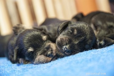 Нужно ли будить новорожденных щенков, чтобы покормить?
