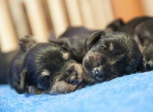 生まれたばかりの子犬を起こして餌をやる必要がありますか？ 