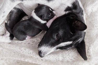 Hebben moederhonden een hekel aan mensen in de buurt van hun pups?