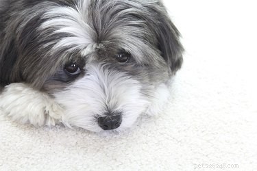 Voorkom dat uw hond met zijn neus over het tapijt wrijft