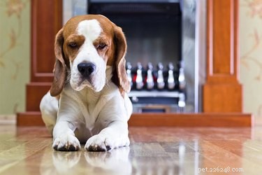 Proč psi kloužou po tvrdých podlahách?
