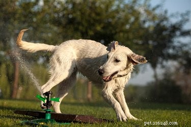 Een hond uit de buurt van sprinklers houden