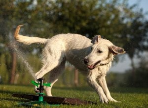 スプリンクラーから犬を遠ざける 